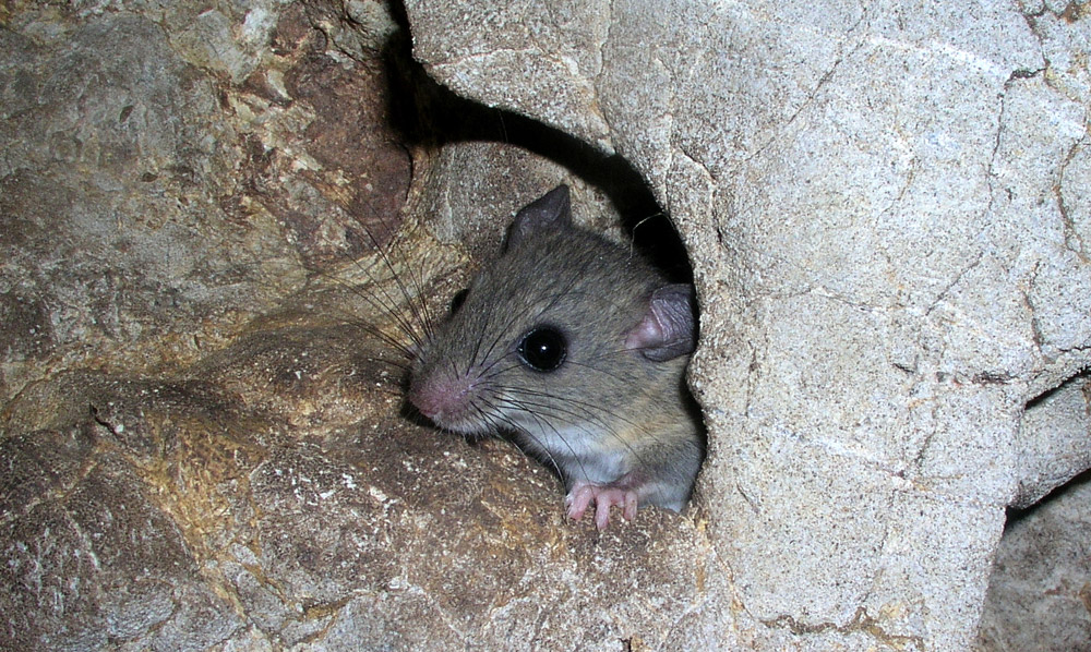 Trouver une boutique pour l'achat de mort aux rats à Saint-Priest