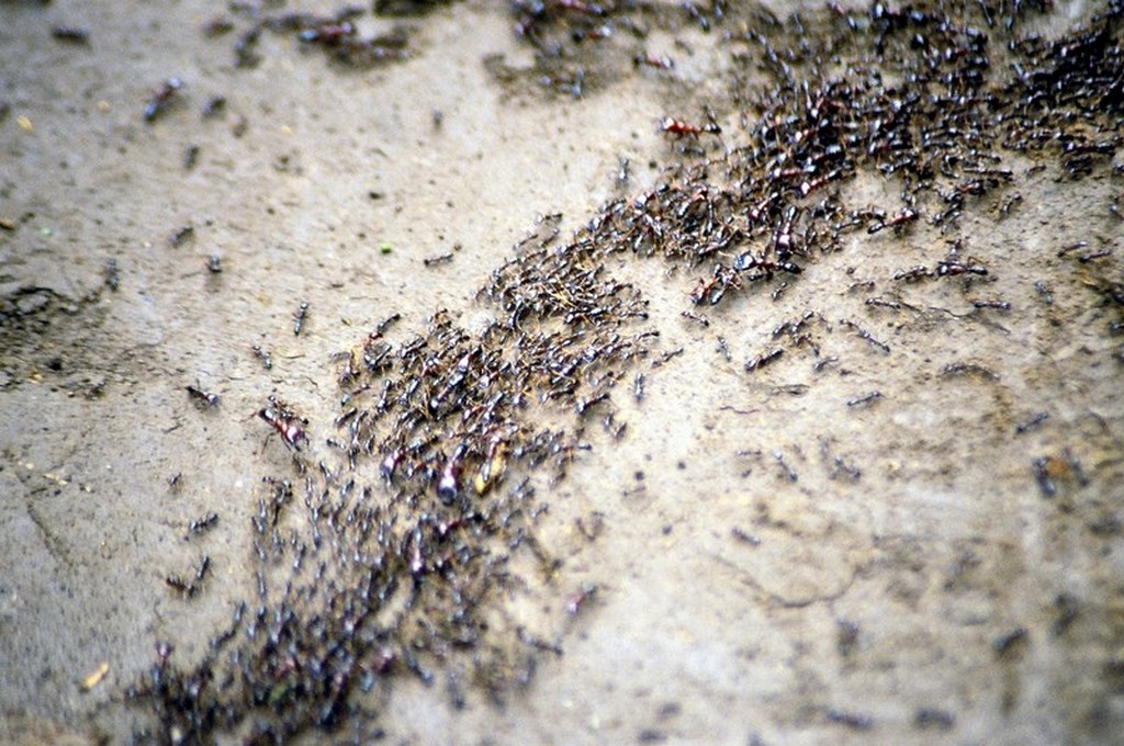 traitement anti fourmis